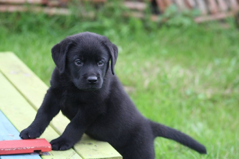 du domaine des Mazets - Labrador Retriever - Portée née le 28/06/2014