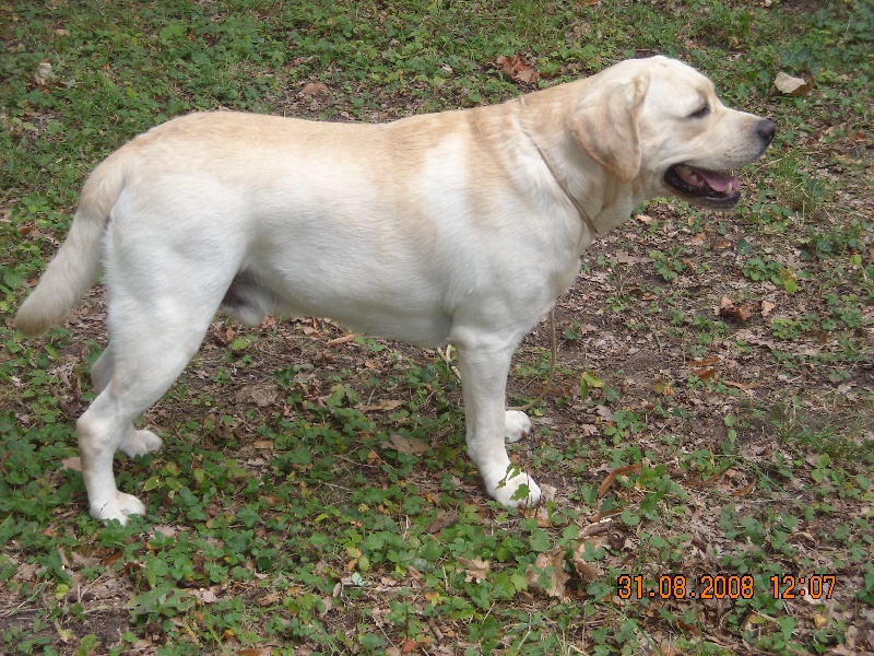 Buksy du domaine des Mazets
