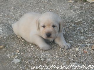 du domaine des Mazets - Labrador Retriever - Portée née le 08/07/2008