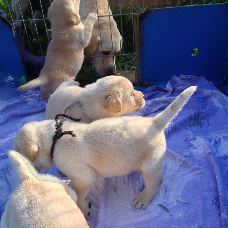 du domaine des Mazets - Labrador Retriever - Portée née le 25/09/2013